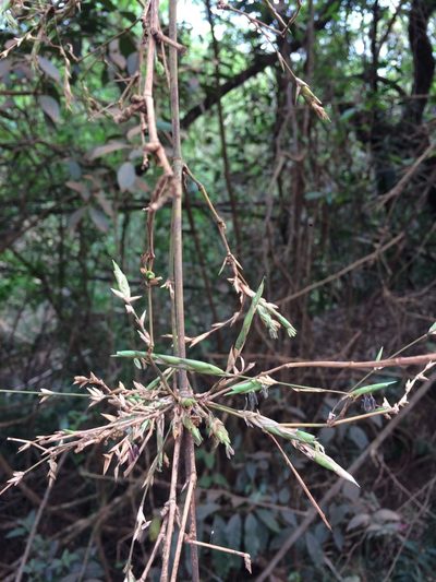 Guadua trinii, photographed by B. Phalan
