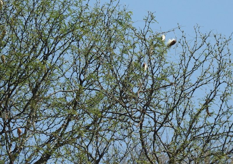 Funastrum pannosum, photographed by Oscar Alejandro Morales Juárez