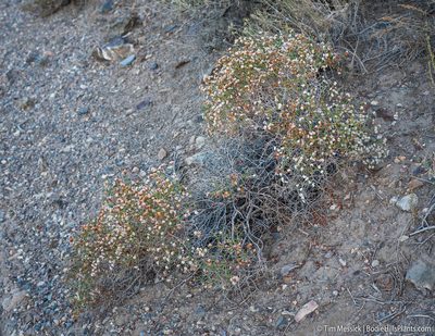 Eriogonum heermannii, photographed by Tim Messick