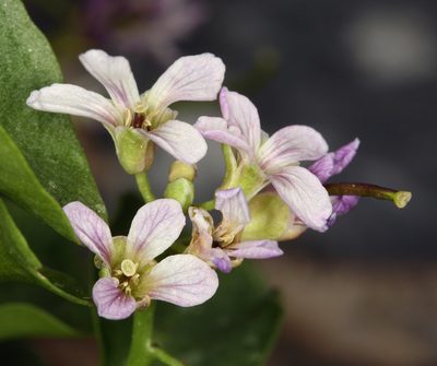 Hesperidanthus jaegeri, photographed by Steve Matson