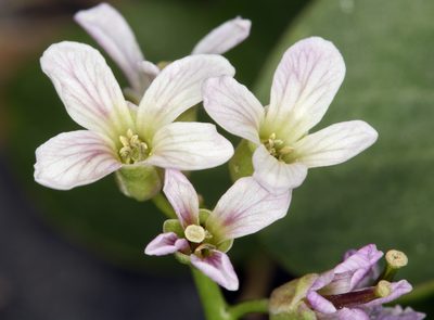 Hesperidanthus jaegeri, photographed by Steve Matson