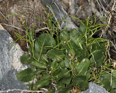 Hesperidanthus jaegeri, photographed by Steve Matson