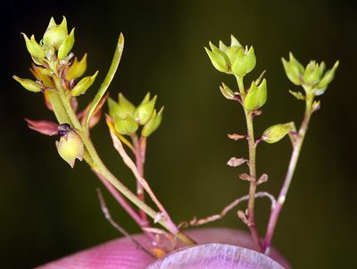 Lepidium acutidens, photographed by Steve Matson
