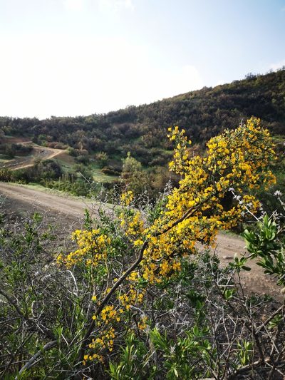 Adesmia arborea, photographed by Aira Francisca Faúndez Fallau