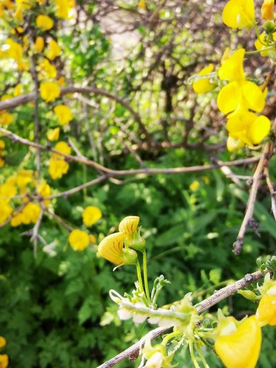 Adesmia arborea, photographed by Aira Francisca Faúndez Fallau