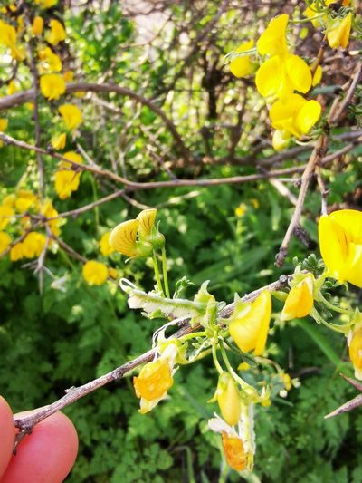 Adesmia arborea, photographed by Aira Francisca Faúndez Fallau