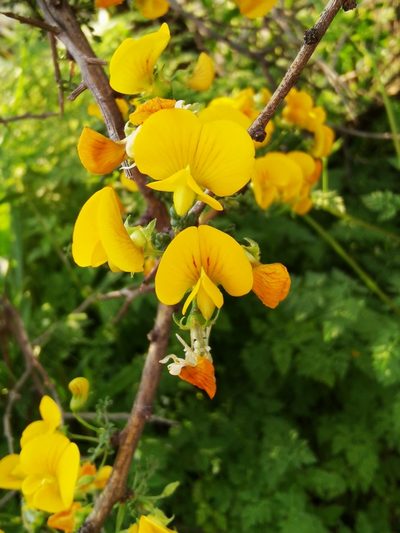 Adesmia arborea, photographed by Aira Francisca Faúndez Fallau