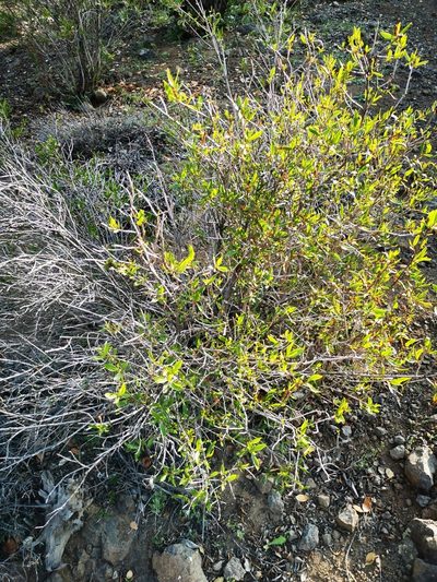 Colliguaja salicifolia, photographed by Aira Francisca Faúndez Fallau