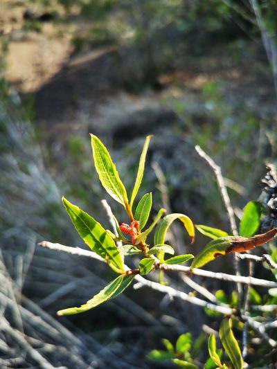 Colliguaja salicifolia, photographed by Aira Francisca Faúndez Fallau
