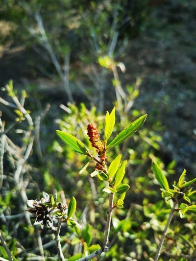 Colliguaja salicifolia, photographed by Aira Francisca Faúndez Fallau