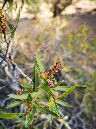 Colliguaja salicifolia, photographed by Aira Francisca Faúndez Fallau