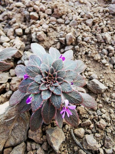 Viola subandina, photographed by Aira Francisca Faúndez Fallau