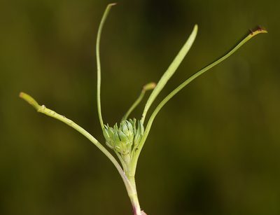 Lepidium latipes, photographed by Steve Matson