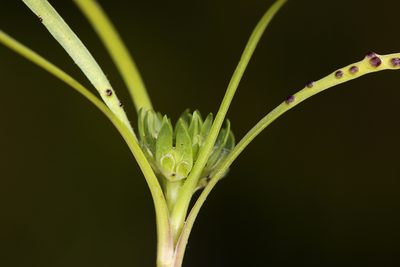 Lepidium latipes, photographed by Steve Matson