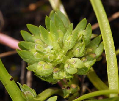 Lepidium latipes, photographed by Steve Matson