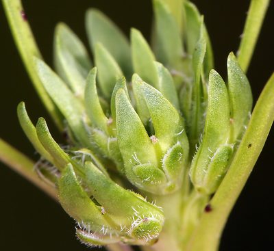 Lepidium latipes, photographed by Steve Matson