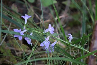 Lobelia georgiana, photographed by Kathy Richardson