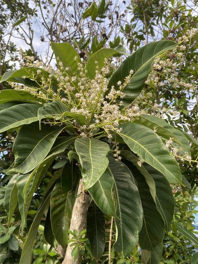 Semecarpus longifolius, photographed by 古淑玲