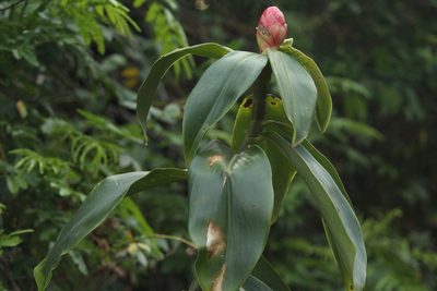 Costus spiralis, photographed by LPB