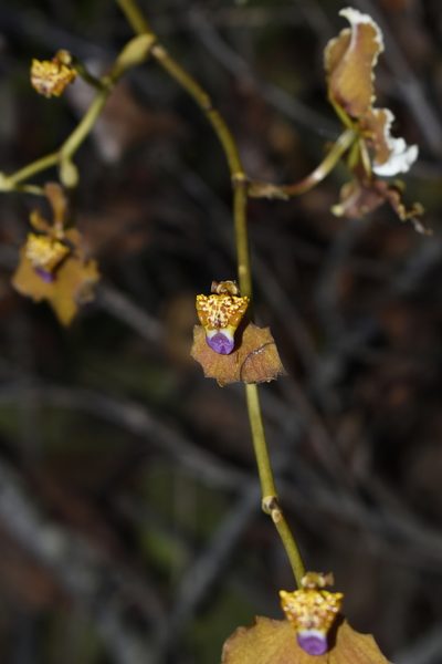 Cyrtochilum ventilabrum, photographed by DANIEL ALEJANDRO CHICA BOTERO