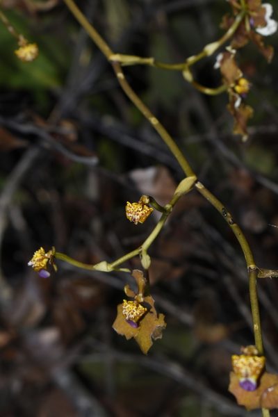 Cyrtochilum ventilabrum, photographed by DANIEL ALEJANDRO CHICA BOTERO