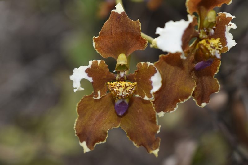 Cyrtochilum ventilabrum, photographed by DANIEL ALEJANDRO CHICA BOTERO