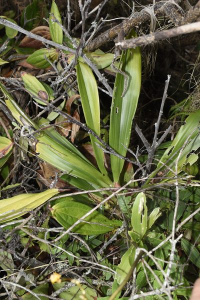 Cyrtochilum ventilabrum, photographed by DANIEL ALEJANDRO CHICA BOTERO
