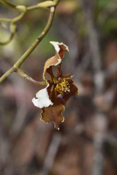 Cyrtochilum ventilabrum, photographed by DANIEL ALEJANDRO CHICA BOTERO