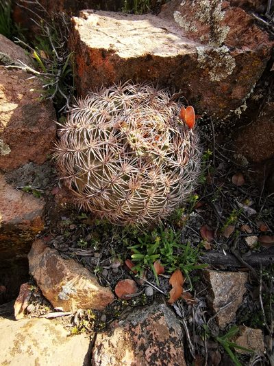 Eriosyce curvispina, photographed by Aira Francisca Faúndez Fallau