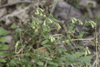 Brickellia grandiflora, photographed by Craig Martin