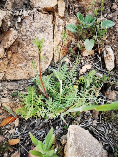 Scyphanthus elegans, photographed by Aira Francisca Faúndez Fallau