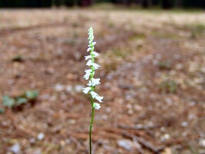 Spiranthes tuberosa, photographed by Gordon C. Snelling