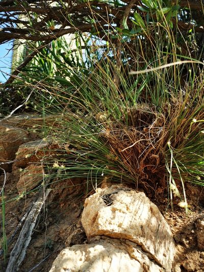 Carex setifolia, photographed by Aira Francisca Faúndez Fallau