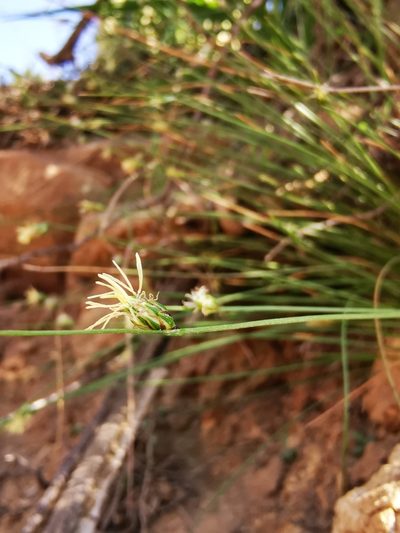 Carex setifolia, photographed by Aira Francisca Faúndez Fallau