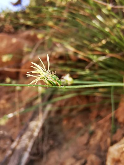 Carex setifolia, photographed by Aira Francisca Faúndez Fallau