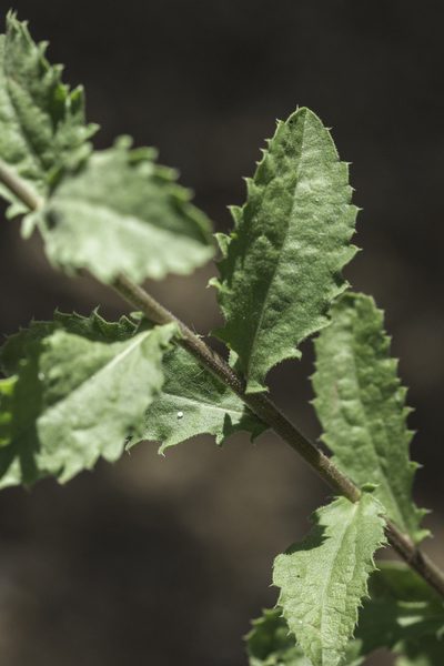 Dieteria asteroides, photographed by Craig Martin