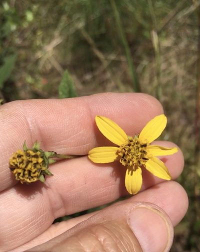 Helianthus microcephalus, photographed by Becky Dill