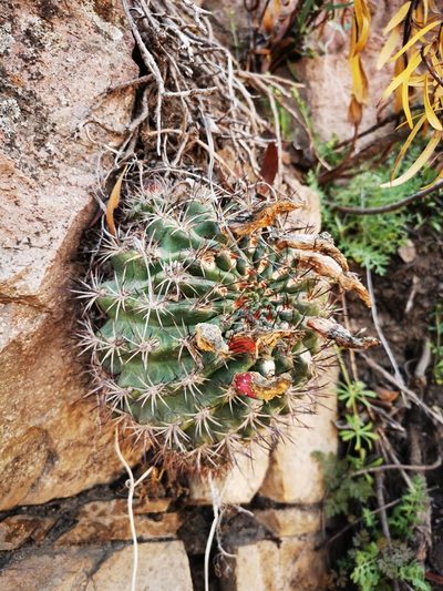 Eriosyce curvispina, photographed by Aira Francisca Faúndez Fallau