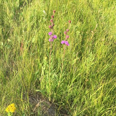 Liatris ligulistylis, photographed by Mary Krieger