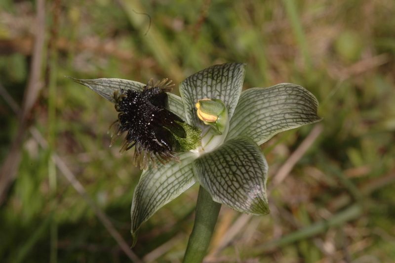Bipinnula penicillata, photographed by aacocucci