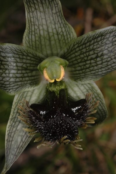 Bipinnula penicillata, photographed by aacocucci