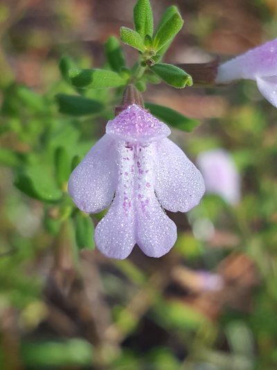 Clinopodium dentatum, photographed by Alex Abair