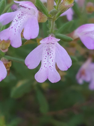 Clinopodium dentatum, photographed by Alex Abair