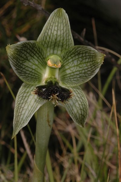 Bipinnula penicillata, photographed by aacocucci