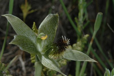 Bipinnula penicillata, photographed by aacocucci