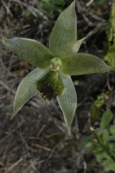 Bipinnula penicillata, photographed by aacocucci