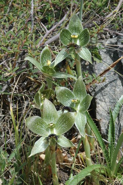 Bipinnula penicillata, photographed by aacocucci