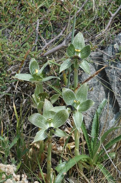 Bipinnula penicillata, photographed by aacocucci