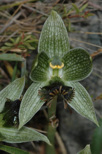 Bipinnula penicillata, photographed by aacocucci