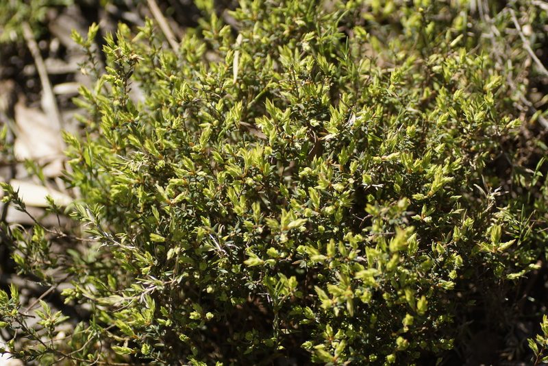 Brachyloma ciliatum, photographed by Rod Lowther